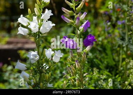 Pfirsichblättrige Glockenblume Campanula persicifolia „Grandiflora Alba“ – Stockfoto