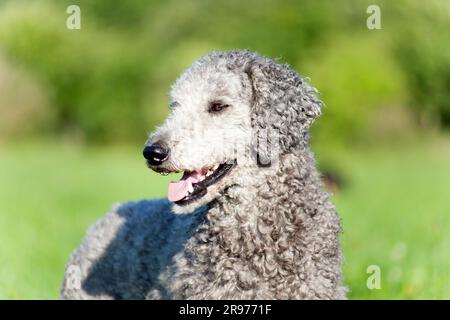 Pudel Hund Portrait. Natürliche ungetrimmte Haar Stockfoto