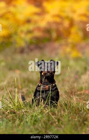 Glücklicher kleiner Pinscher-Hund läuft auf der Wiese Stockfoto