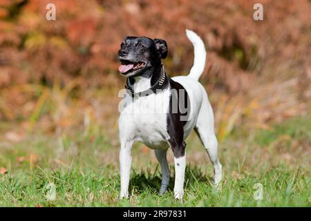 Süßer kleiner Pinscher-Hund im Park Stockfoto