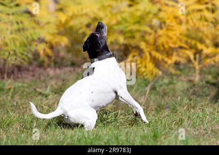 Süßer kleiner Pinscher-Hund im Park Stockfoto
