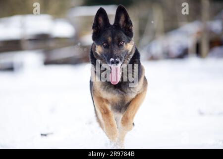 Deutscher Schäferhund springt. Hundefreunde und Springen, um ein Spielzeug im Winter an der Schneefront zu fangen Stockfoto