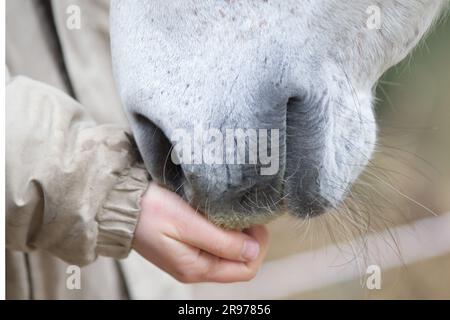 Mädchen Handfutter und Haustierpferde Nase Stockfoto