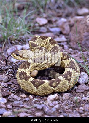 Blacktail-Rassel-Schlange in den Chiricahua-Bergen im Süden Arizonas. Stockfoto