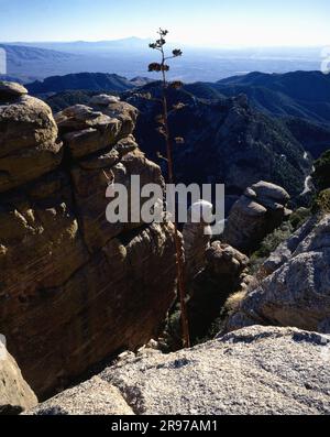 Ein erwachsener männlicher Kletterer steigt in den Santa Catalina Mountains, Arizona, auf ein Granitgesicht Stockfoto