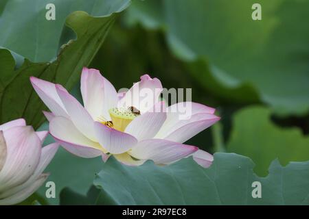 Lotusblüte, mit Blauschmalzbiene (Amegilla sp.) San Tin, New Territories, Hongkong Stockfoto