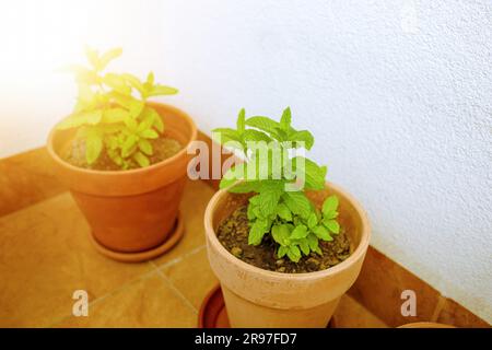 Frisches Minzkraut im Topf auf dem Balkon. Hochwertiges Foto Stockfoto