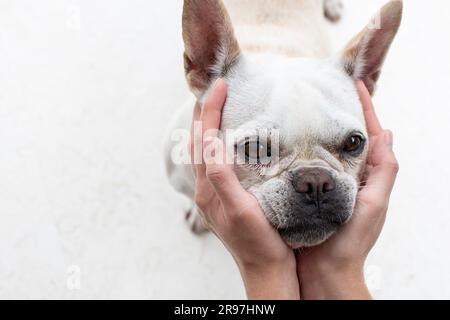 Menschliche Hände, die ein niedliches Hundegesicht halten. Komisches Hundegesicht. Freundschaft von Hund und Mensch. Stockfoto