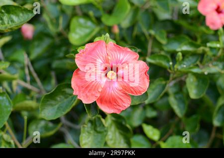 Rote Hibiskusblume In Den Auckland Botanic Gardens. Stockfoto