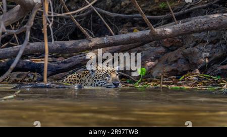 jaguar schwimmt im Cuiaba Stockfoto