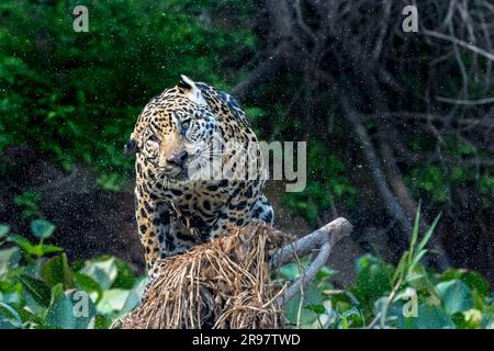 Jaguar schüttelt nach einem Bad im Fluss den Kopf Stockfoto