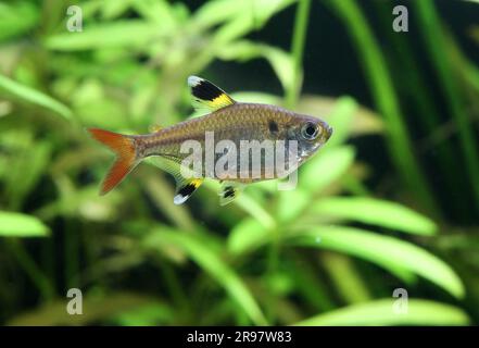 Pristella tetra [ Pristella maxillaris ] im gepflanzten Heimaquarium Stockfoto