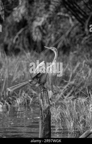 Anhinga - schwarz und weiß - hoch oben auf einem Baumstumpf im Black River Pantanal Stockfoto