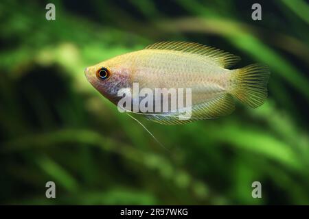 Honig-Gourami (Trichogaster Chuna) im Heimaquarium Stockfoto