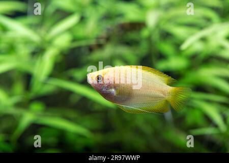 Honig-Gourami (Trichogaster Chuna) im gepflanzten Heimaquarium Stockfoto