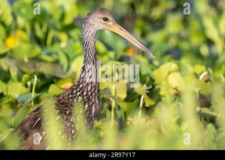 Limpkin (Aramus guarauna) im Paynes Prairie Preserve State Park in Micanopy, Florida, in der Nähe von Gainesville. (USA) Stockfoto