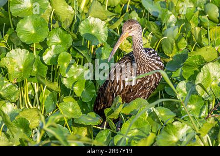 Limpkin (Aramus guarauna) im Paynes Prairie Preserve State Park in Micanopy, Florida, in der Nähe von Gainesville. (USA) Stockfoto