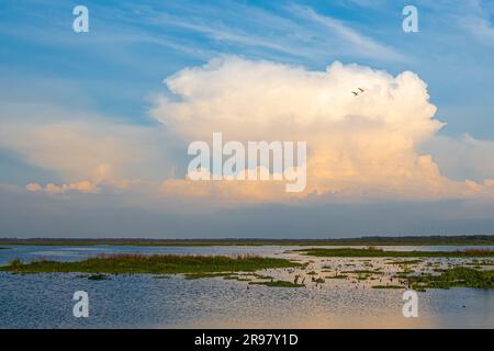 Sonnenuntergang im Paynes Prairie Preserve State Park in Micanopy, Florida, in der Nähe von Gainesville. (USA) Stockfoto