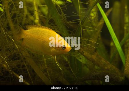 Honig-Gourami (Trichogaster Chuna) im gepflanzten Heimaquarium Stockfoto