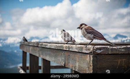 Drei Whisky Jack Birds auf einer Schiene auf dem Gipfel des Mount Washington in Courtenay, British Columbia, Kanada Stockfoto