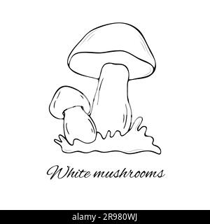 Handgezeichnete Vektordarstellung mit weißen Pilzen. Handgezeichnete Vektordarstellung von Champignons auf weißem Hintergrund Stock Vektor