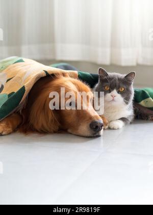 Golden Retriever und britische Kurzhaarkatze liegen zusammen unter der Decke Stockfoto