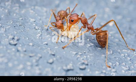 Rote Ameise, um Eier auf dem Zementboden zu bewegen. Stockfoto