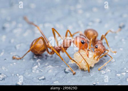 Rote Ameise, um Eier auf dem Zementboden zu bewegen. Stockfoto
