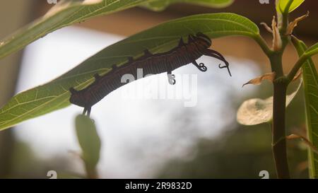 Monarch Schmetterling Raupe auf einem grünen Blatt mit einem teilweise gefressenen Blatt. Stockfoto