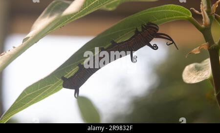 Monarch Schmetterling Raupe auf einem grünen Blatt mit einem teilweise gefressenen Blatt. Stockfoto