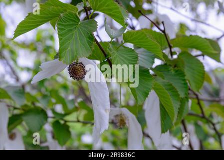 Davidia involucrata, der Taubenbaum, Taschentuch, Taschentuch, in Blüte Stockfoto