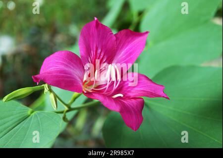 Nahaufnahme des atemberaubenden, leuchtend rosafarbenen Bauhinia, Blakeana oder Hong Kong Orchideenbaums, der auf dem Baum blüht Stockfoto