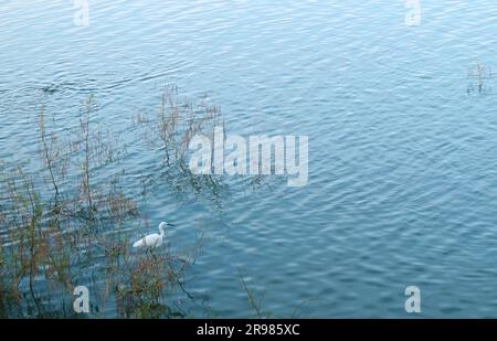 Ein wunderschönes Rindereis, das in den Seen weidet Stockfoto