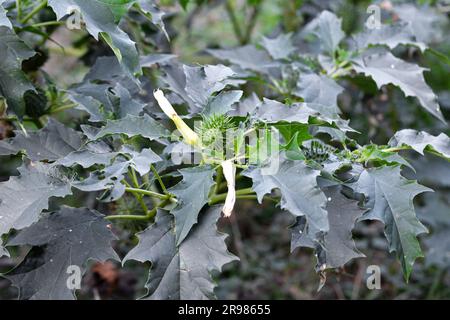 In der Wildnis wächst eine giftige Heilpflanze - Datura stramonium Stockfoto