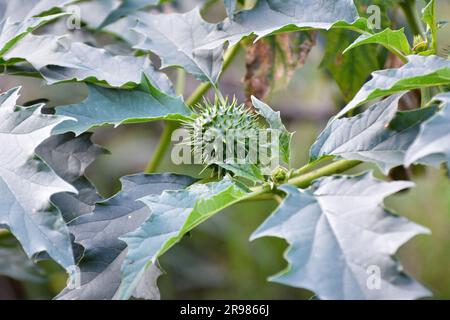 In der Wildnis wächst eine giftige Heilpflanze - Datura stramonium Stockfoto