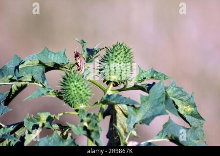 In der Wildnis wächst eine giftige Heilpflanze - Datura stramonium Stockfoto