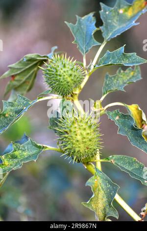 In der Wildnis wächst eine giftige Heilpflanze - Datura stramonium Stockfoto