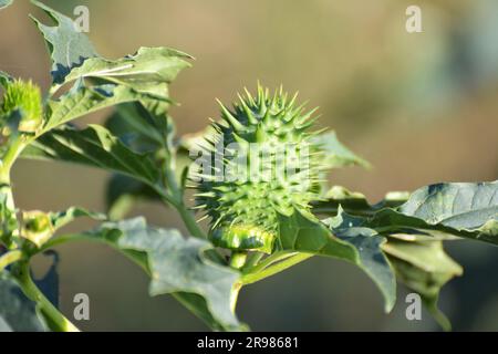 In der Wildnis wächst eine giftige Heilpflanze - Datura stramonium Stockfoto