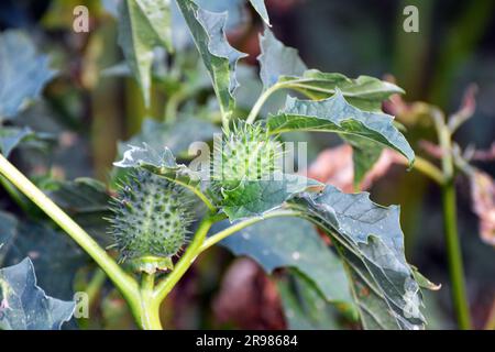 In der Wildnis wächst eine giftige Heilpflanze - Datura stramonium Stockfoto