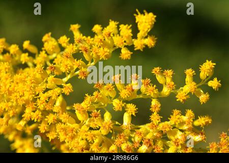 Solidago canadensis blüht im Spätsommer wild in der Natur Stockfoto