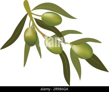 Hintergrund mit Olivenzweig und grünen Oliven. Vegetarisches Essen und gesunder Lebensstil Stock Vektor