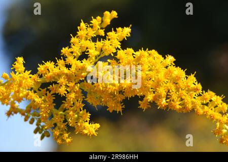 Solidago canadensis blüht im Spätsommer wild in der Natur Stockfoto