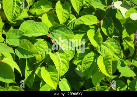 Japanisches Knotweed am Deich Hollandsche IJssel als invasive exotische Spezies in Nieuwerkerk aan den IJssel, Niederlande Stockfoto