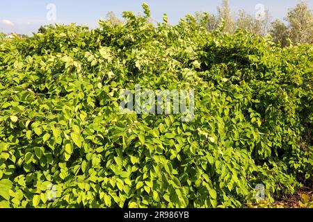 Japanisches Knotweed am Deich Hollandsche IJssel als invasive exotische Spezies in Nieuwerkerk aan den IJssel, Niederlande Stockfoto