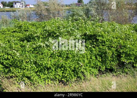 Japanisches Knotweed am Deich Hollandsche IJssel als invasive exotische Spezies in Nieuwerkerk aan den IJssel, Niederlande Stockfoto