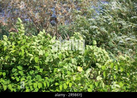 Japanisches Knotweed am Deich Hollandsche IJssel als invasive exotische Spezies in Nieuwerkerk aan den IJssel, Niederlande Stockfoto