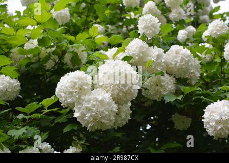 Die Blüten des Zierbusches viburnum opulus blühen in der Natur weiß Stockfoto