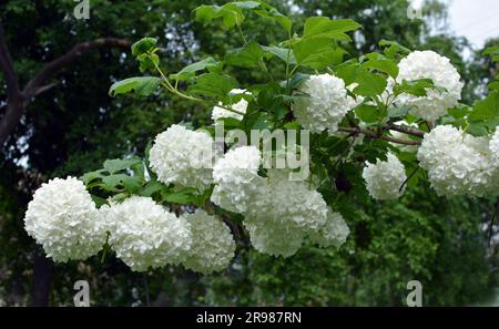 Die Blüten des Zierbusches viburnum opulus blühen in der Natur weiß Stockfoto