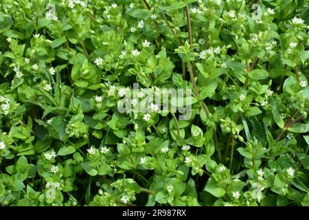 Im Frühling wachsen die Medien in Stellaria in freier Wildbahn Stockfoto