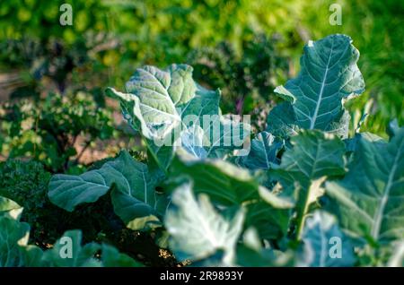 Blumenkohl wächst im Garten, im Sommer Stockfoto